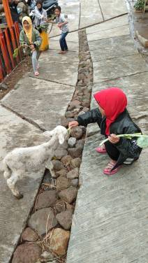 Interaksi dengan domba